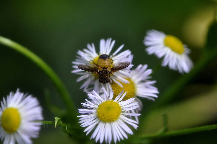 Hoverfly on White Daisy Flowers in Green Garden