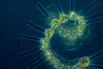 Microscopic View Of Radiating Phytoplankton Organism In Deep Blue Water