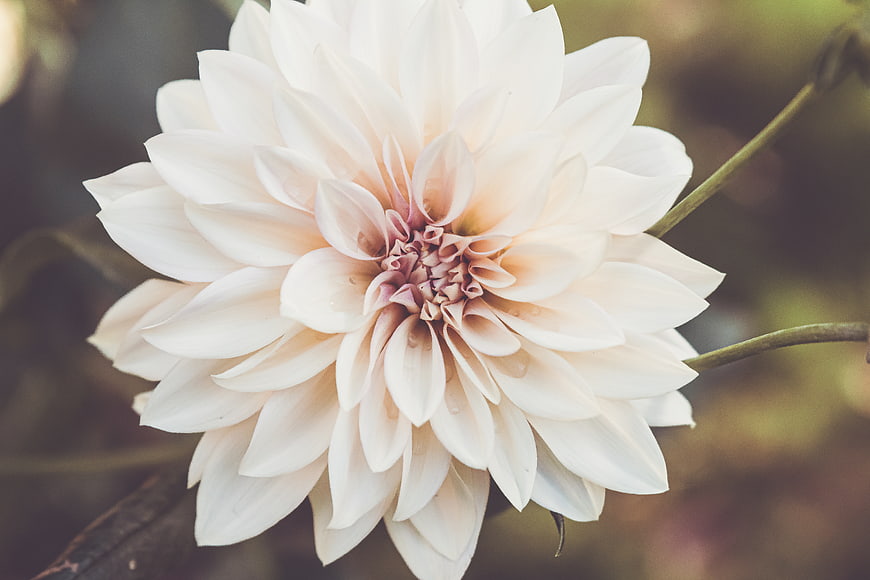 Close-up of a white dahlia flower with soft pink center