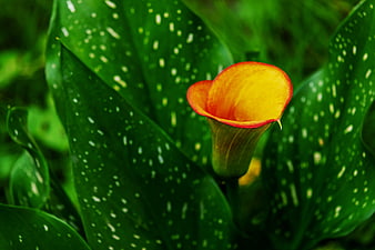 Vibrant Orange Calla Lily Blooming Amidst Spotted Green Foliage