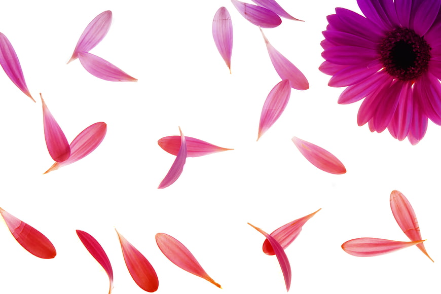 Pink Gerbera Daisy and Scattered Petals on White Background