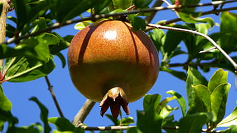 Ripe Pomegranate Hanging on Tree Branch Against Blue Sky