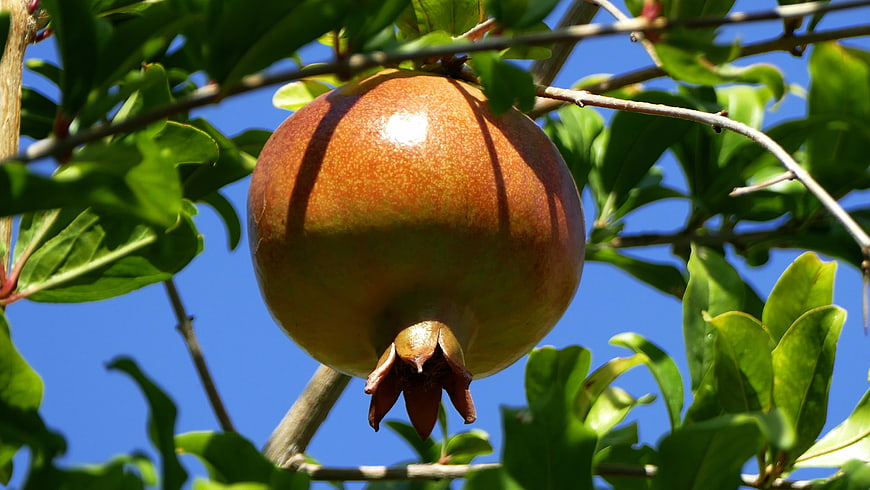 Ripe Pomegranate Hanging on Tree Branch Against Blue Sky