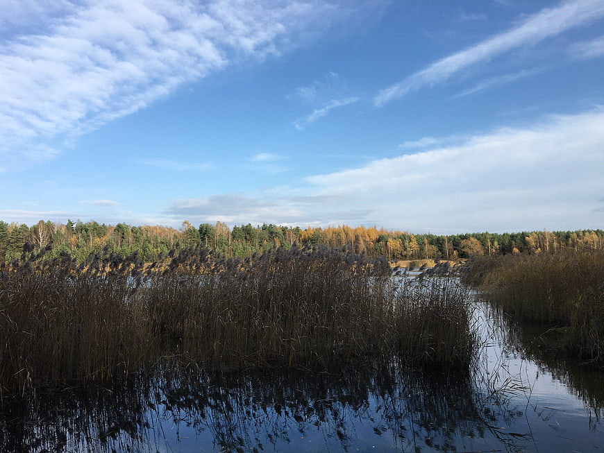 Autumn Lake Landscape with Reeds and Forest
