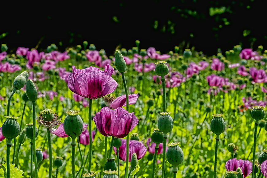 Vibrant purple poppy flowers and green seed pods in a sunny field