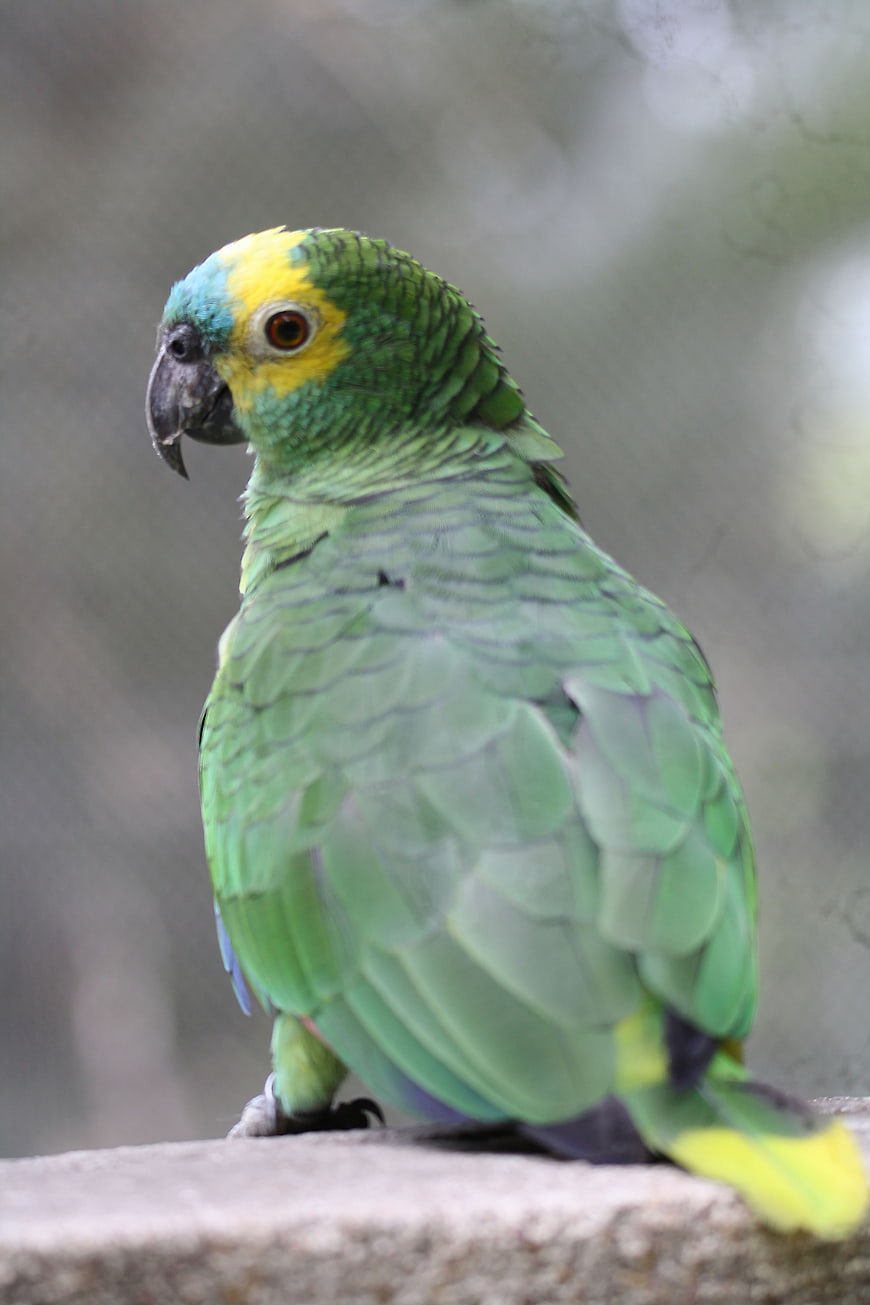 Turquoise-fronted Amazon Parrot Perched on Stone