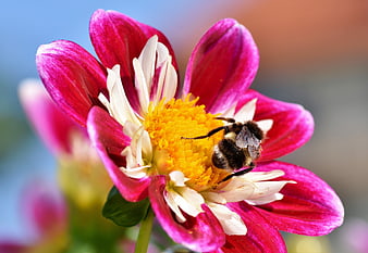 Bumblebee Pollinating Vibrant Pink Zinnia Flower Macro Nature Close Up