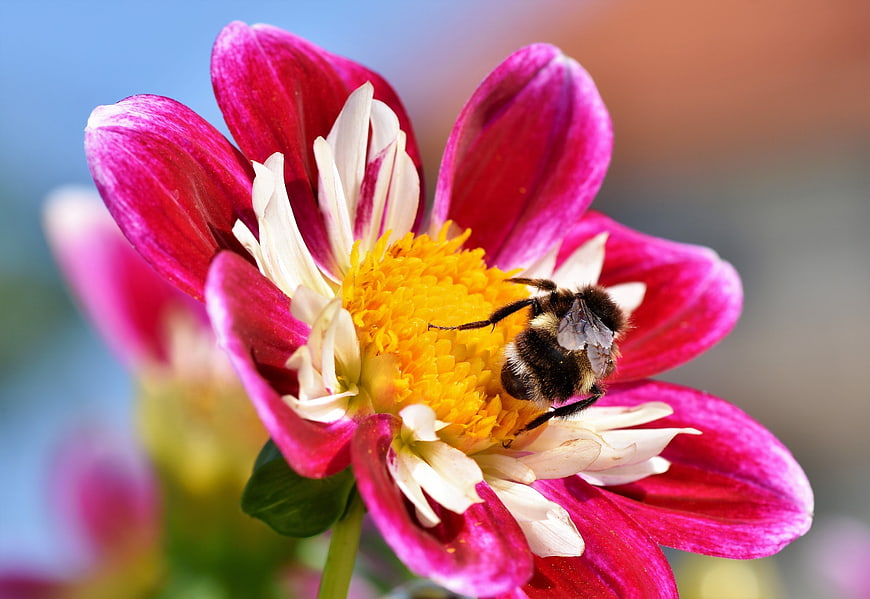Bumblebee Pollinating Vibrant Pink Zinnia Flower Macro Nature Close Up