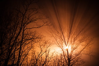 Sun rays shining through bare winter tree branches