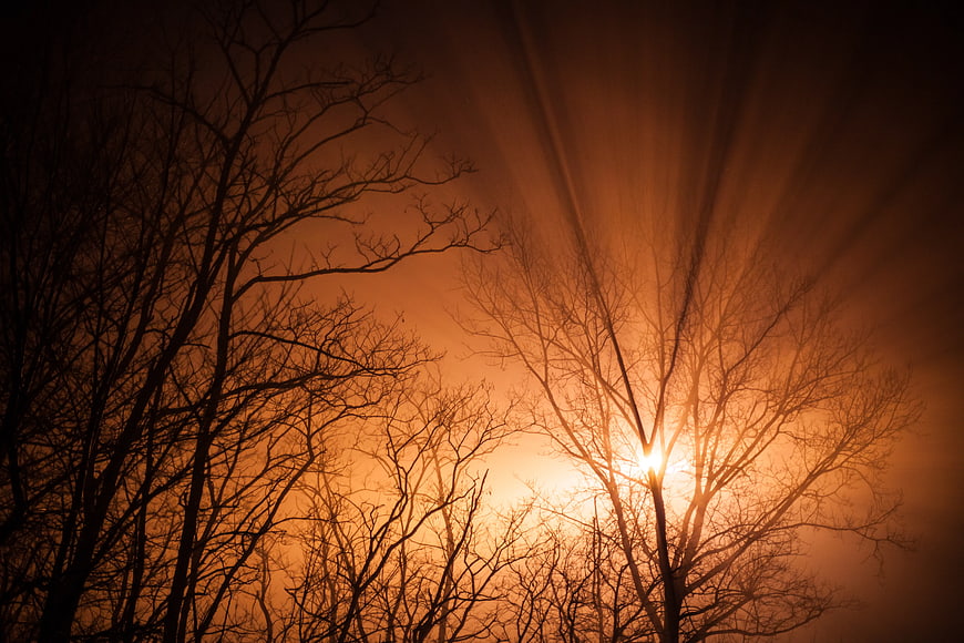 Sun rays shining through bare winter tree branches