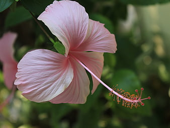 Close-up of a delicate pink hibiscus flower with green background