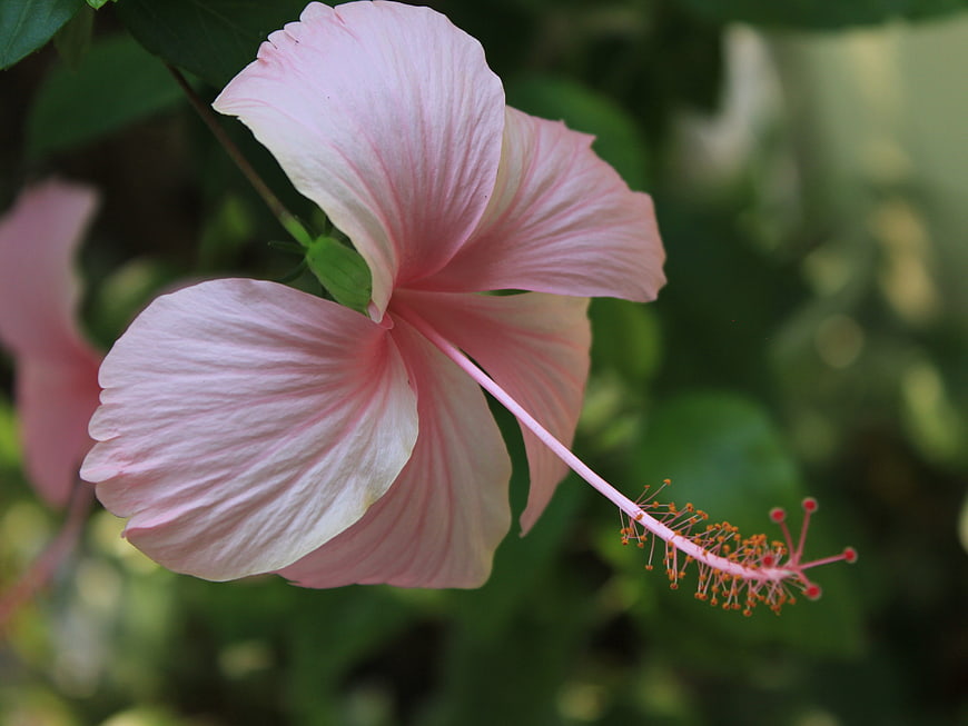 Close-up of a delicate pink hibiscus flower with green background