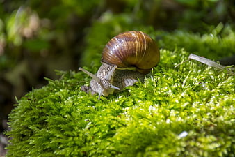 Close-up of a snail crawling on vibrant green moss
