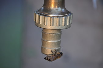 Close-up of a honeybee drinking from a metal garden faucet