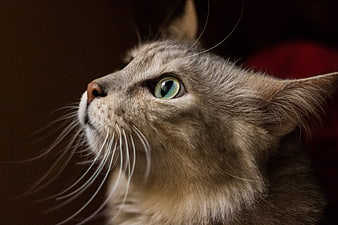 Close-up portrait of a gray tabby cat with green eyes