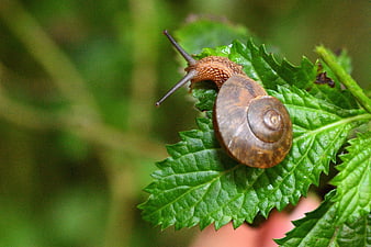 Close-up of a brown snail on a green leaf