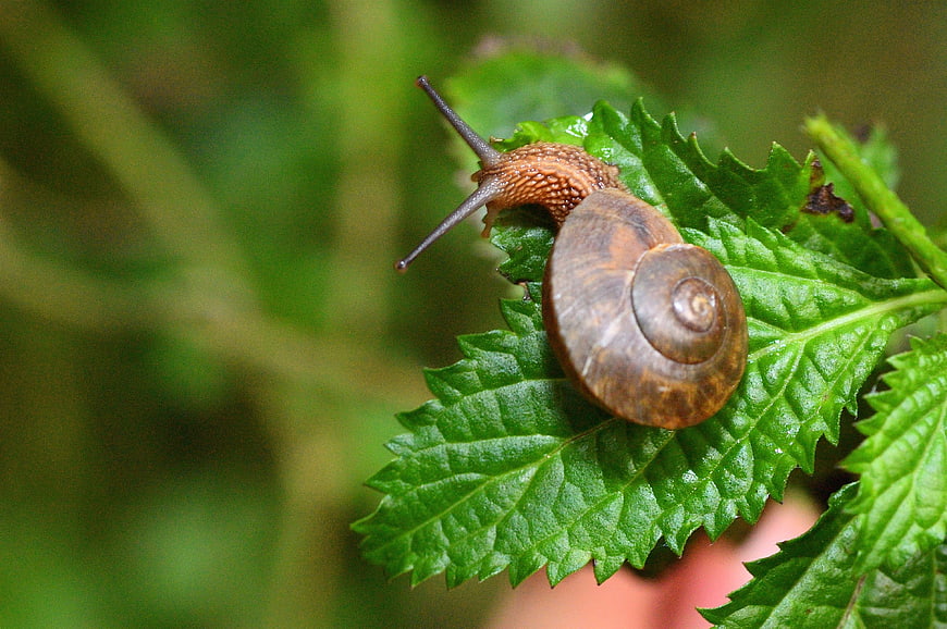 Close-up of a brown snail on a green leaf
