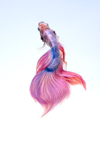 Colorful Betta Fish with Flowing Fins on White Background