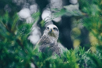 White-tailed Eagle Perched in Pine Tree Branches