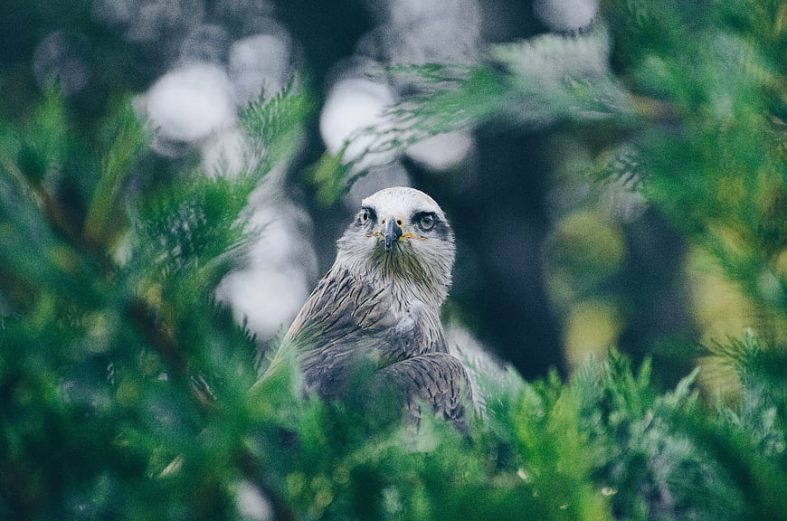 White-tailed Eagle Perched in Pine Tree Branches