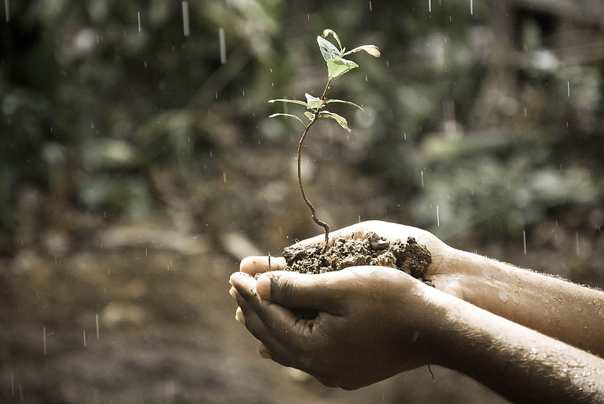 Hands holding sapling in rain symbolizing growth and nature