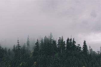 Misty coniferous forest landscape with foggy atmosphere