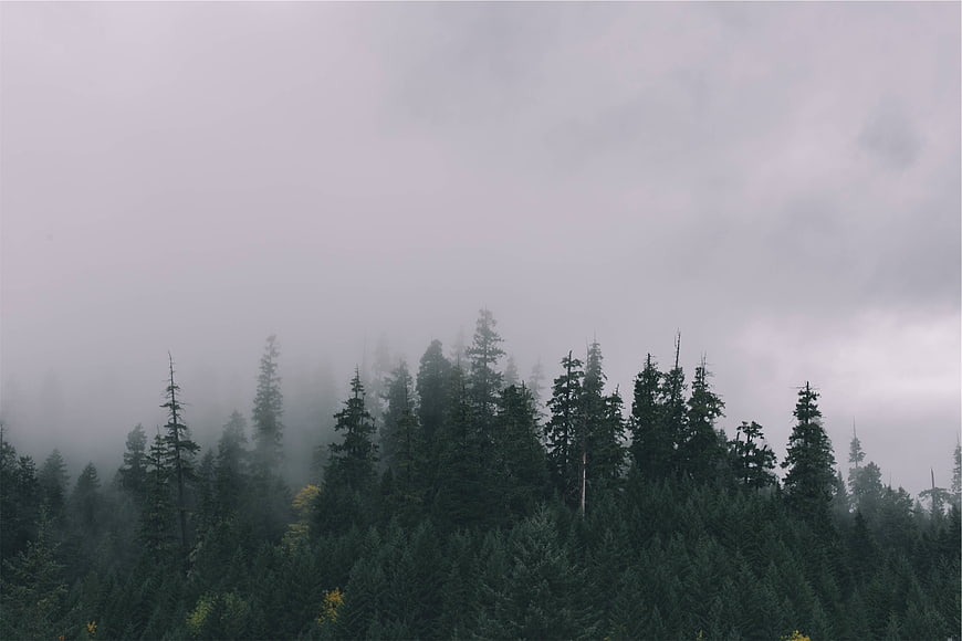 Misty coniferous forest landscape with foggy atmosphere