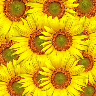 Vibrant Yellow Sunflower Pattern Background
