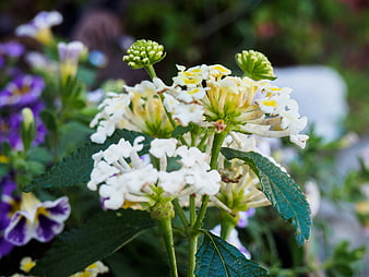 Close-up of White and Yellow Lantana Flowers in Garden