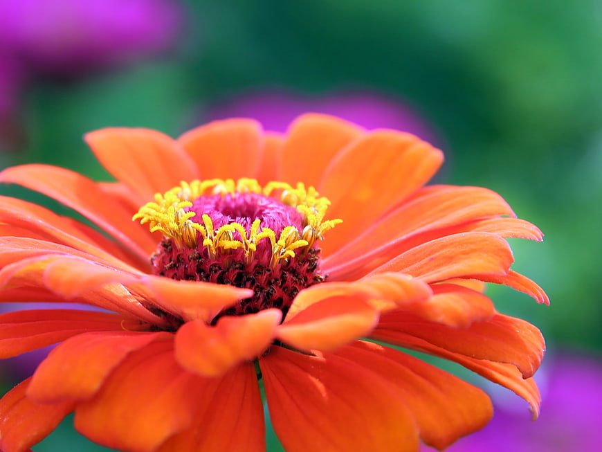 Vibrant Orange Zinnia Flower Closeup with Blurred Background