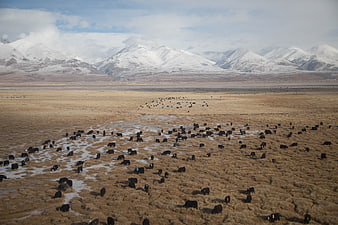 Herd of Yaks Grazing in Snowy Mountain Highland