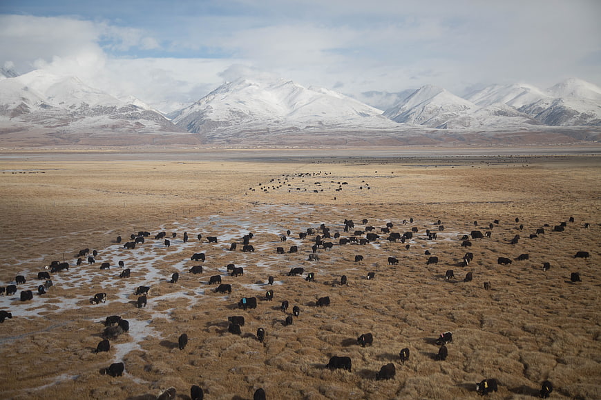 Herd of Yaks Grazing in Snowy Mountain Highland