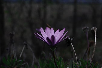 Dark moody purple flower bloom in garden