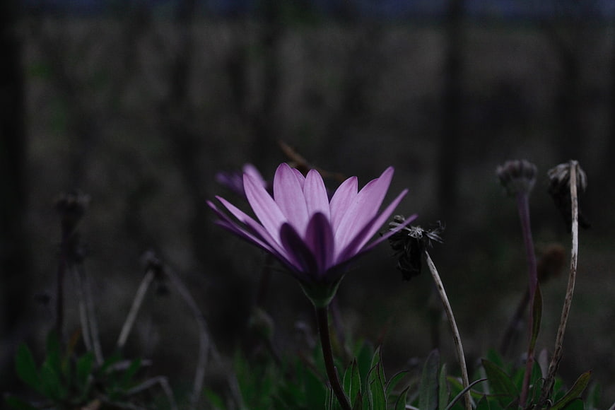 Dark moody purple flower bloom in garden