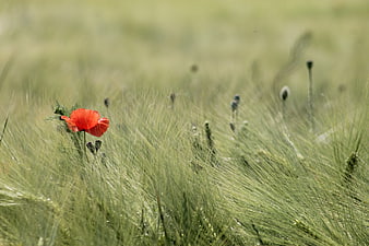 Red poppy flower blooming in green wheat field