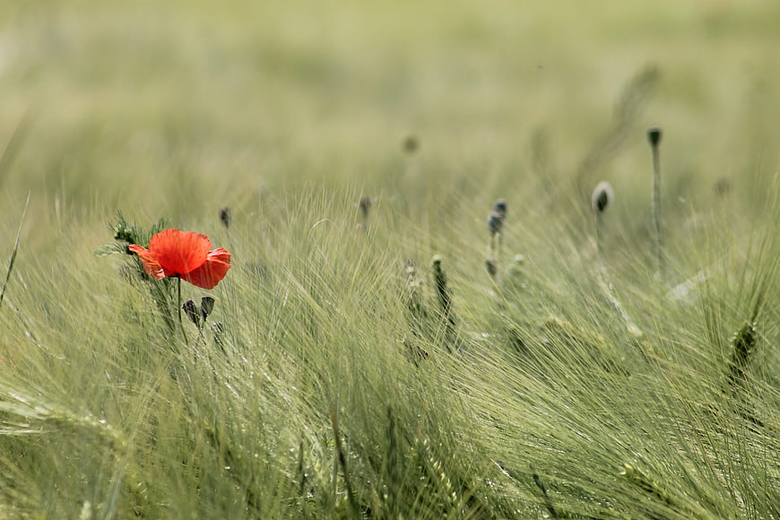 Red poppy flower blooming in green wheat field