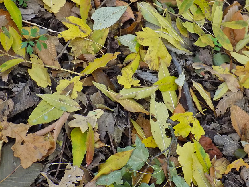 Top View of Yellow and Brown Autumn Leaves on Forest Floor