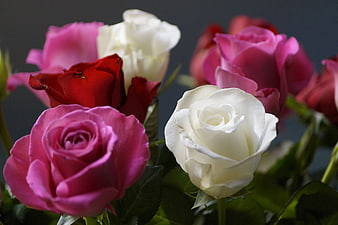 Close-up of pink, red, and white roses bouquet