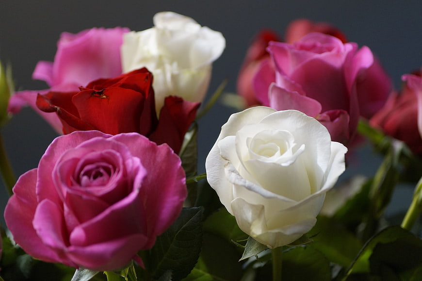 Close-up of pink, red, and white roses bouquet