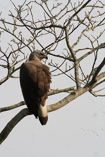 Grey-headed Fish Eagle perched on bare tree branch