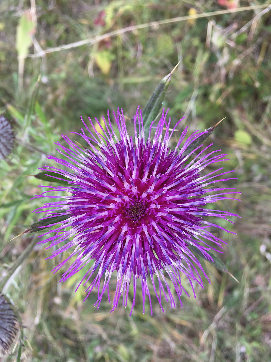 Vibrant Purple Thistle Flower in Natural Meadow Setting