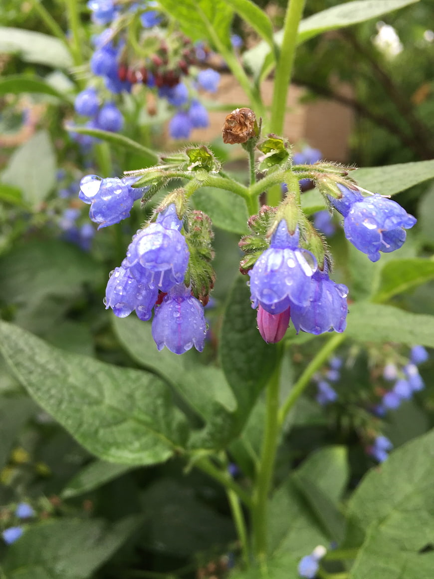 Close-up of blue borage flowers with water droplets