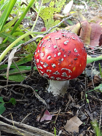 Close-up of red fly agaric mushroom in forest soil
