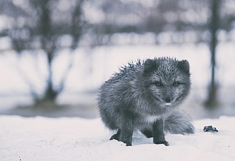 Arctic Fox Walking in Snowy Winter Forest