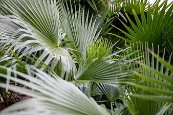 Close-up of lush green palm fronds with natural texture