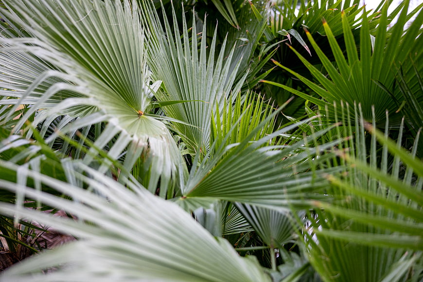Close-up of lush green palm fronds with natural texture