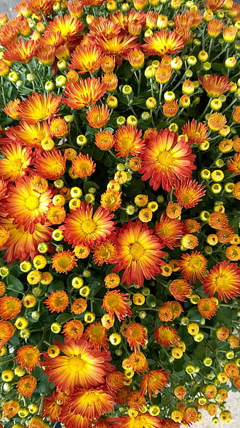 Vibrant Orange and Yellow Chrysanthemums Close-Up