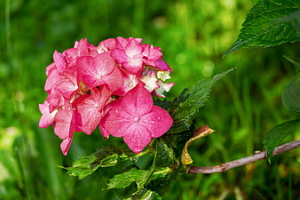 Pink Hydrangea Flower with Dewdrops on Green Leaves