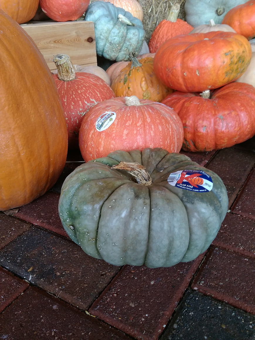 Variety of Green and Orange Pumpkins on Brick Pavers