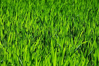 Vibrant Green Grass Texture Close-Up Background